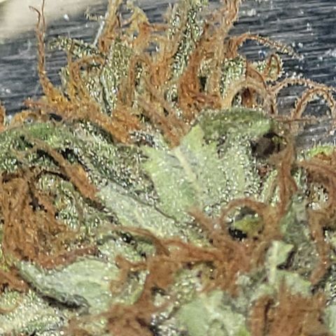Bruce Banner Auto growlog timeline photo