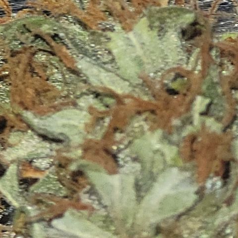 Bruce Banner Auto growlog timeline photo