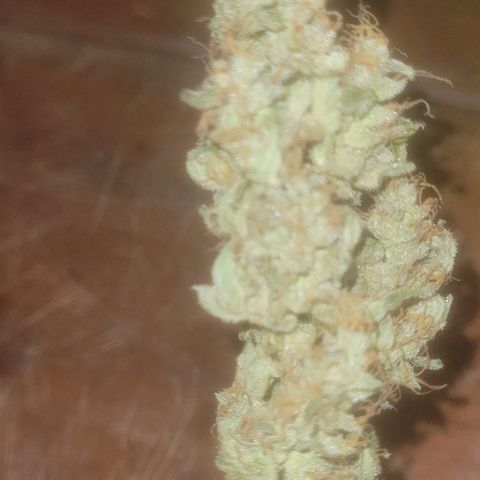 Bruce Banner Auto growlog timeline photo