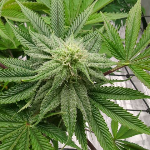 Ohio med bagseed #1 growlog timeline photo