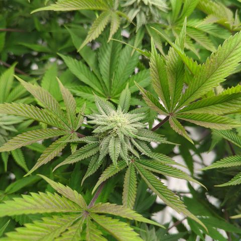 Ohio med bagseed #1 growlog timeline photo