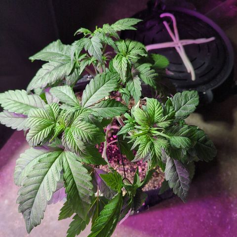 Purple Punch growlog timeline photo