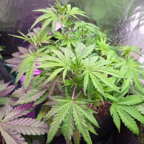 Blue Dream growlog timeline photo