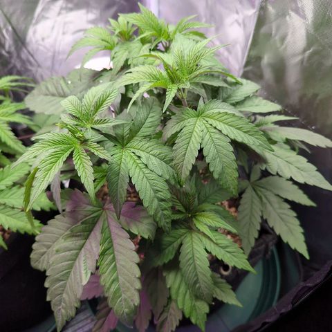 Purple Punch growlog timeline photo