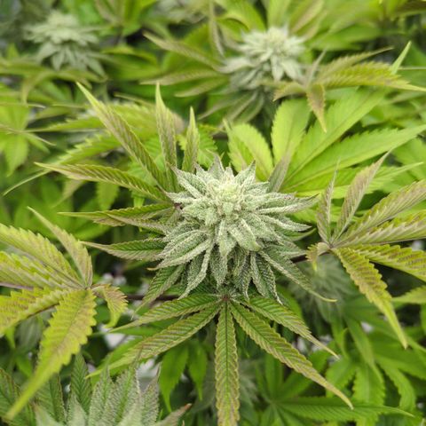 Ohio med bagseed #1 growlog timeline photo