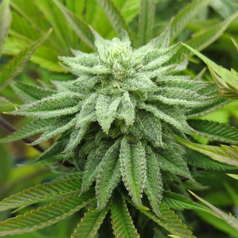 Ohio med bagseed #1 growlog timeline photo