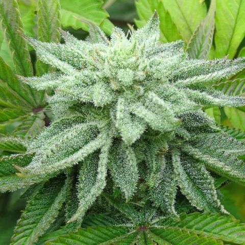 Ohio med bagseed #1 growlog timeline photo