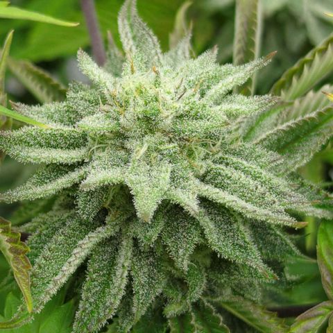 Ohio med bagseed #1 growlog timeline photo