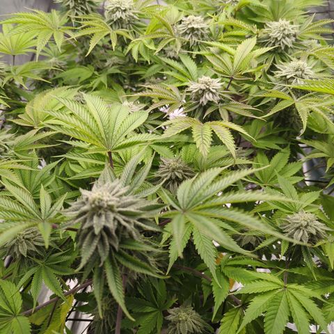 Ohio med bagseed #1 growlog timeline photo