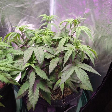 Purple Punch growlog timeline photo