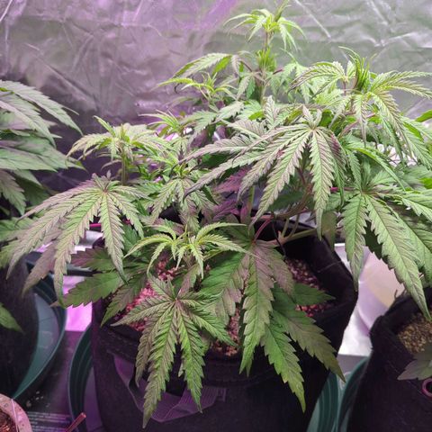 Blue Dream growlog timeline photo