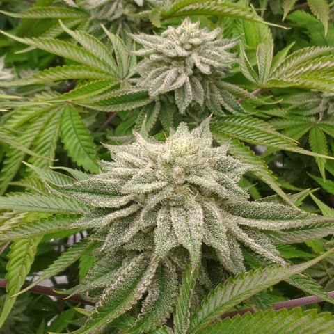 Ohio med bagseed #1 growlog timeline photo