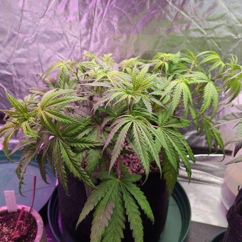 Blue Dream growlog timeline photo