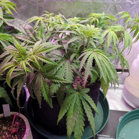Blue Dream growlog timeline photo