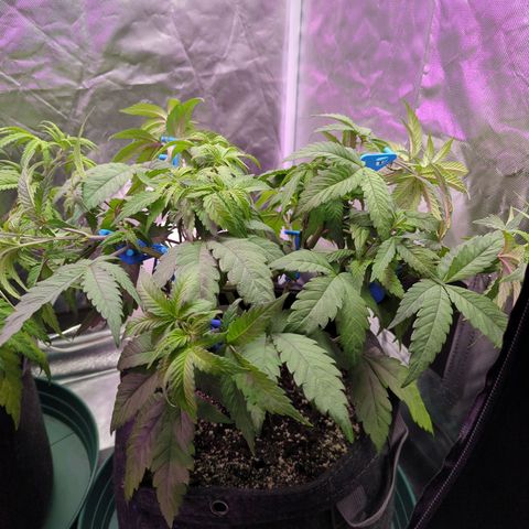 Purple Punch growlog timeline photo