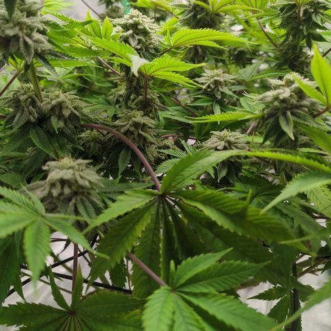 Ohio med bagseed #1 growlog timeline photo