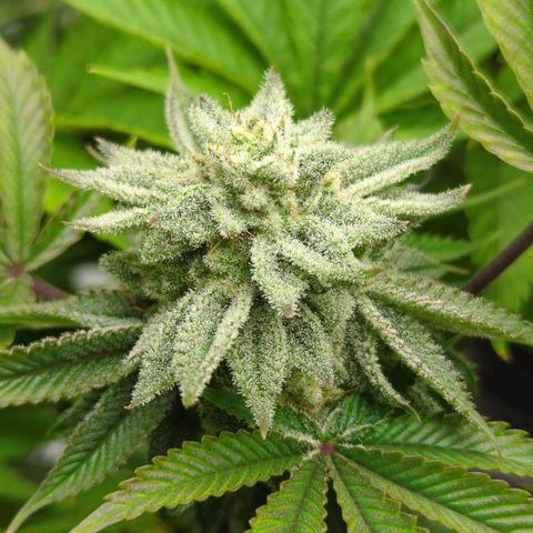 Ohio med bagseed #1 growlog timeline photo