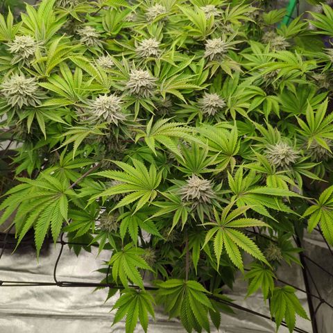 Ohio med bagseed #1 growlog timeline photo