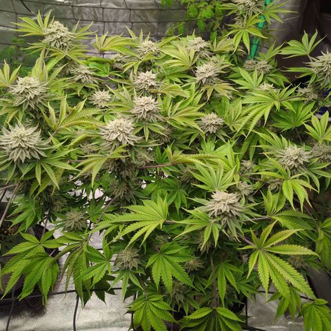 Ohio med bagseed #1 growlog timeline photo