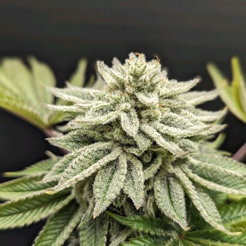 Ohio med bagseed #1 growlog timeline photo