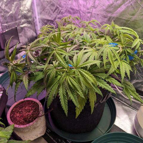 Blue Dream growlog timeline photo