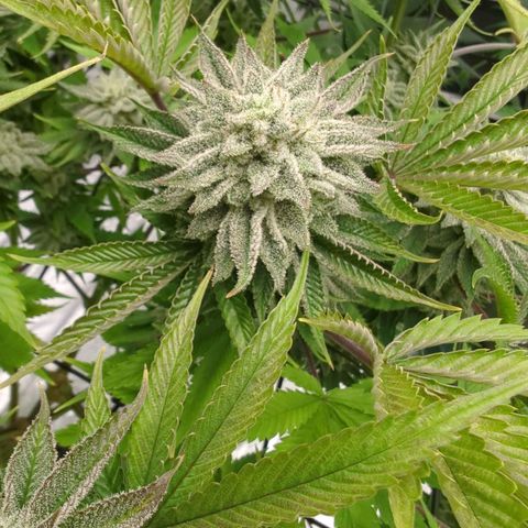 Ohio med bagseed #1 growlog timeline photo