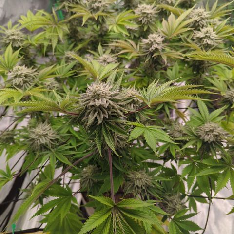 Ohio med bagseed #1 growlog timeline photo