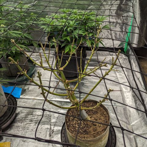Ohio med bagseed #1 growlog timeline photo