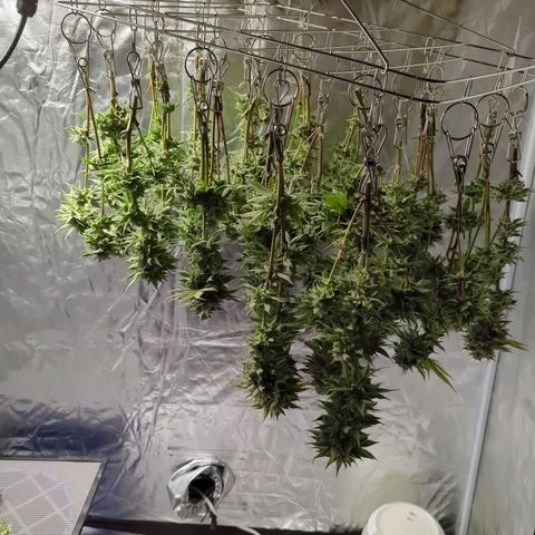 Ohio med bagseed #1 growlog timeline photo