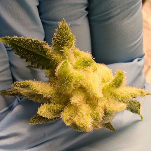 Ohio med bagseed #1 growlog timeline photo
