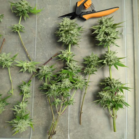 Ohio med bagseed #1 growlog timeline photo