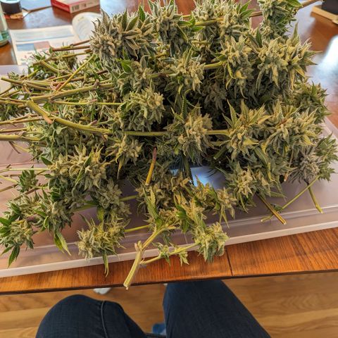 Ohio med bagseed #1 growlog timeline photo