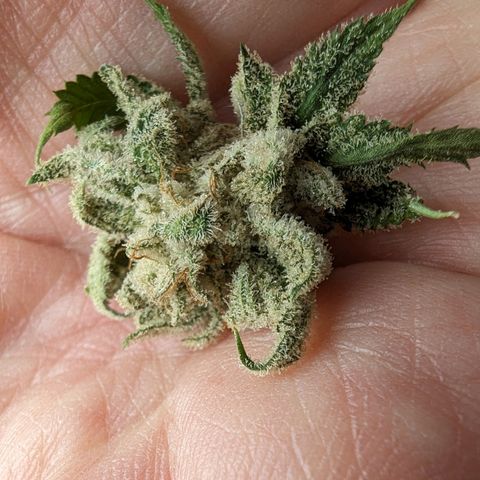 Ohio med bagseed #1 growlog timeline photo