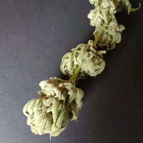 Ohio med bagseed #1 growlog timeline photo