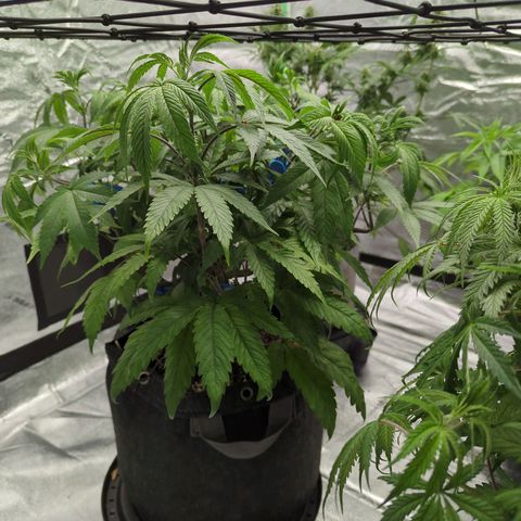 Purple Punch growlog timeline photo