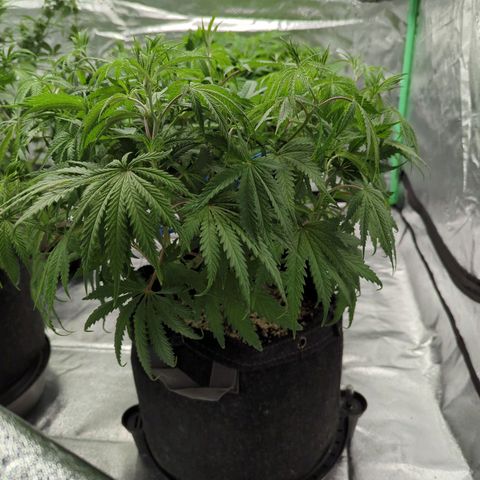 Blue Dream growlog timeline photo