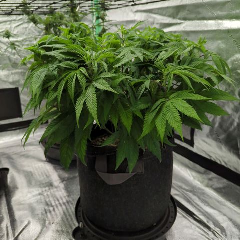 Maple Leaf growlog timeline photo