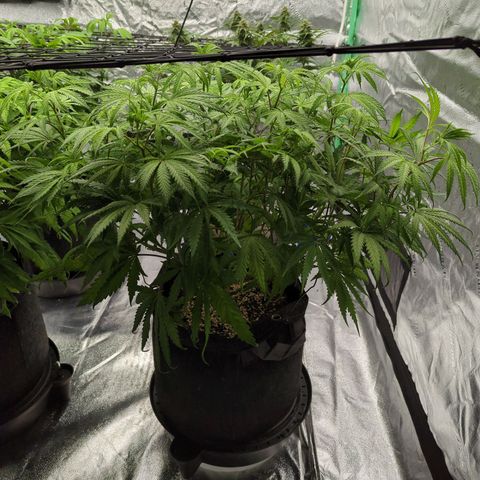 Blue Dream growlog timeline photo