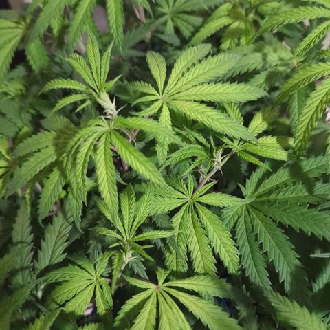 Blue Dream growlog timeline photo