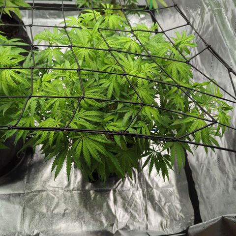 Blue Dream growlog timeline photo