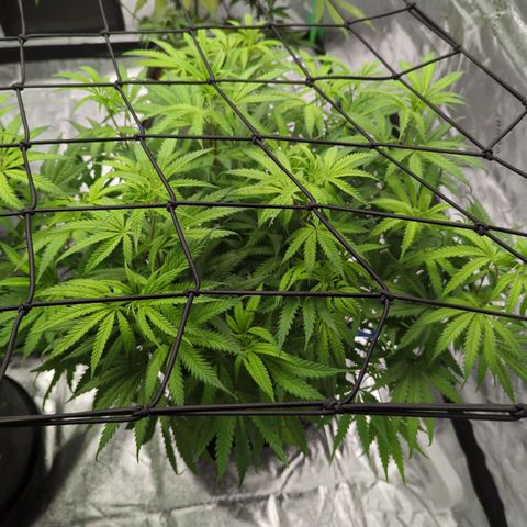 Blue Dream growlog timeline photo