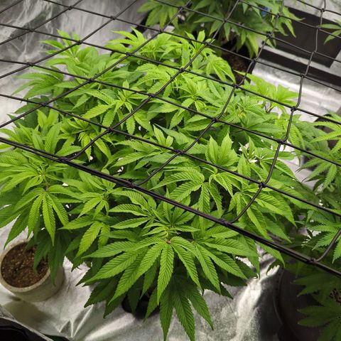 Maple Leaf growlog timeline photo