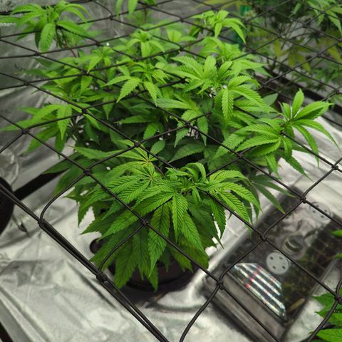 Purple Punch growlog timeline photo