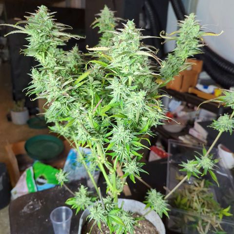 Fat Bastard  growlog timeline photo