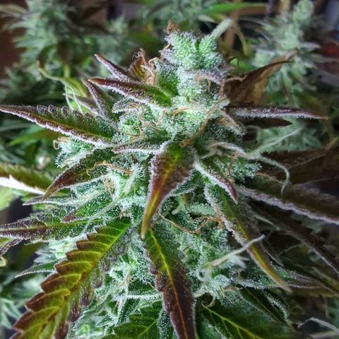 Fat Bastard  growlog timeline photo