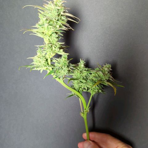 Fat Bastard  growlog timeline photo