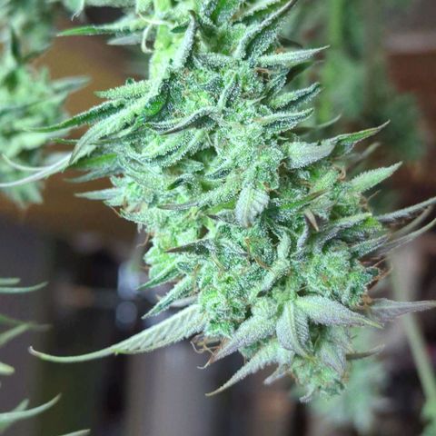Fat Bastard  growlog timeline photo