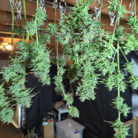 Fat Bastard  growlog timeline photo