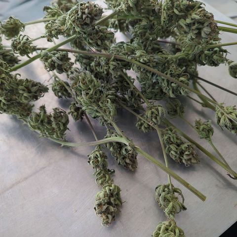 Fat Bastard  growlog timeline photo