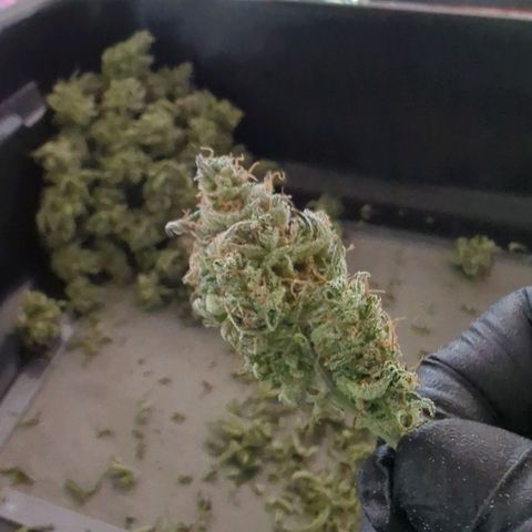 Fat Bastard  growlog timeline photo